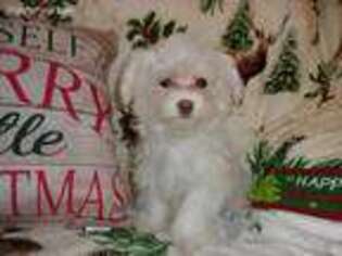 Maltese Puppy for sale in Richlands, VA, USA