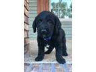 Labradoodle Puppy for sale in Cunningham, KY, USA