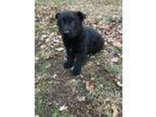 German Shepherd Dog Puppy for sale in Silver Lake, IN, USA