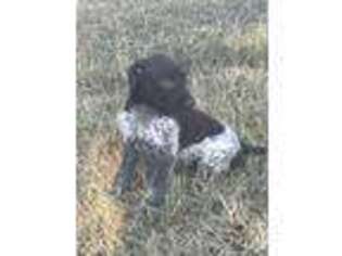 German Shorthaired Pointer Puppy for sale in Ramseur, NC, USA