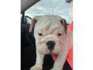 Bulldog Puppy for sale in Hamilton, IL, USA