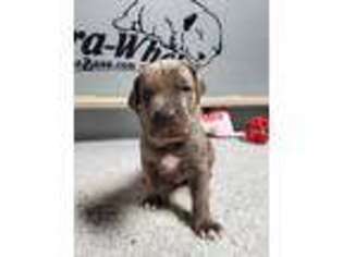 Cane Corso Puppy for sale in Annapolis, MD, USA