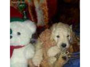 Goldendoodle Puppy for sale in Centerville, IA, USA