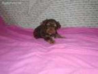 Yorkshire Terrier Puppy for sale in Berryville, AR, USA