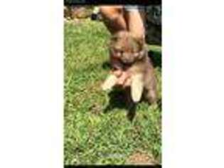 Pomeranian Puppy for sale in Farmville, VA, USA