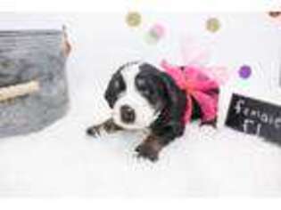 Bernese Mountain Dog Puppy for sale in Sioux Falls, SD, USA