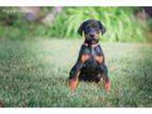 Doberman Pinscher Puppy for sale in Eagle Mountain, UT, USA