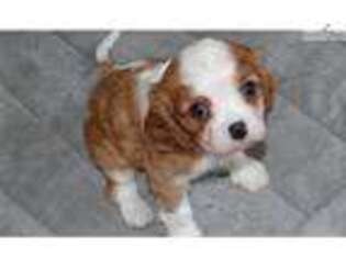 Cavalier King Charles Spaniel Puppy for sale in Houston, TX, USA