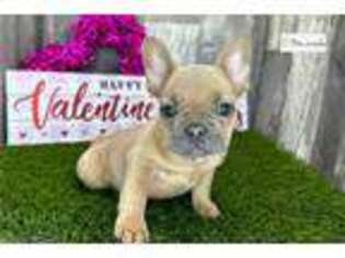 French Bulldog Puppy for sale in South Bend, IN, USA