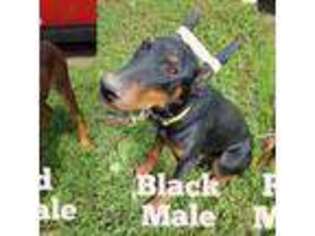 Doberman Pinscher Puppy for sale in Tonica, IL, USA