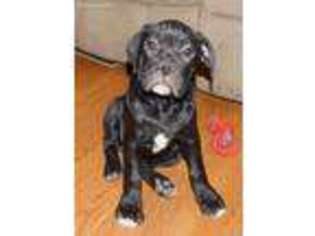Olde English Bulldogge Puppy for sale in Coal Valley, IL, USA