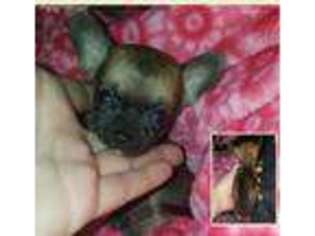 Chihuahua Puppy for sale in Chatfield, OH, USA