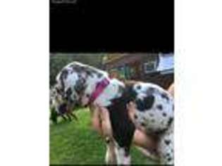 Great Dane Puppy for sale in Craryville, NY, USA