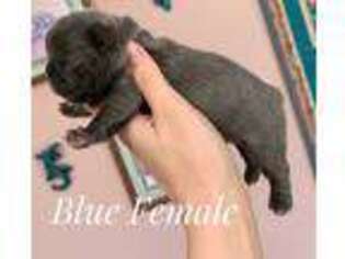 French Bulldog Puppy for sale in Culver, OR, USA