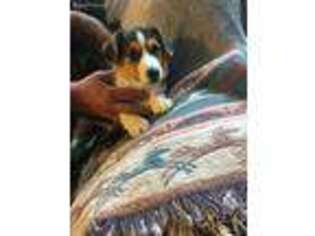 Pembroke Welsh Corgi Puppy for sale in Gilbert, MN, USA