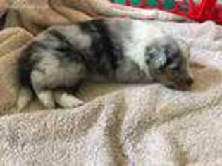 Shetland Sheepdog Puppy for sale in Ann Arbor, MI, USA