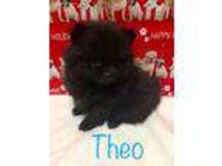 Pomeranian Puppy for sale in Kenney, IL, USA