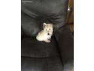 Scottish Terrier Puppy for sale in Goodrich, TX, USA