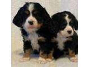 Bernese Mountain Dog Puppy for sale in Foley, AL, USA