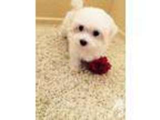 Maltese Puppy for sale in ARLINGTON, TX, USA