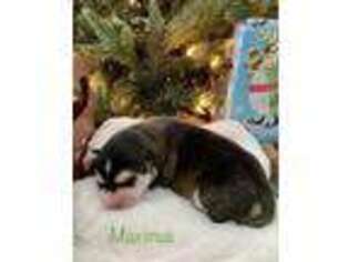 Mutt Puppy for sale in Shellsburg, IA, USA
