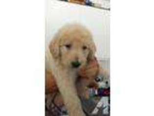 Labradoodle Puppy for sale in CORONA, CA, USA