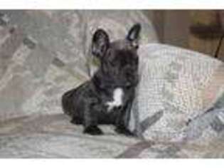 French Bulldog Puppy for sale in Georgetown, OH, USA