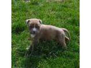 Mutt Puppy for sale in Volant, PA, USA