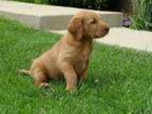 Labradoodle Puppy for sale in Greens Fork, IN, USA