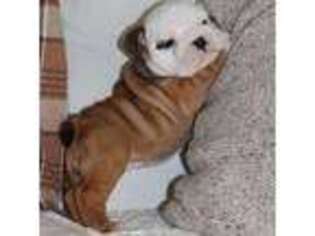Bulldog Puppy for sale in Owen, WI, USA