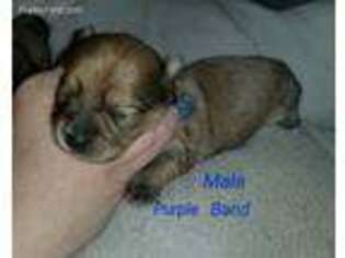 Mutt Puppy for sale in Central Islip, NY, USA