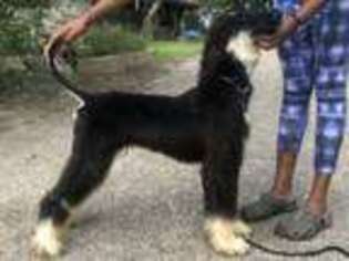 Afghan Hound Puppy for sale in Temple, TX, USA
