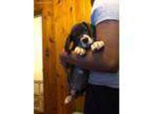 Great Dane Puppy for sale in Ashland, KY, USA