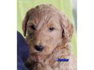 Goldendoodle Puppy for sale in Fenwick, MI, USA