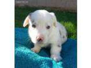 Cardigan Welsh Corgi Puppy for sale in Mesa, AZ, USA