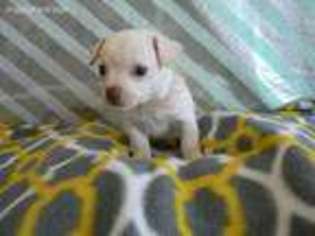Chihuahua Puppy for sale in Piedmont, MO, USA