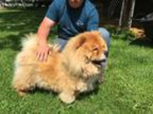 Chow Chow Puppy for sale in Marengo, WI, USA
