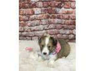 Shetland Sheepdog Puppy for sale in Dexter, MO, USA