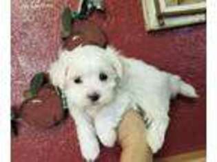 Medium Photo #1 Maltese Puppy For Sale in Buhl, ID, USA