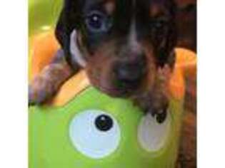 Dachshund Puppy for sale in Fort Ann, NY, USA