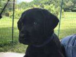 Labrador Retriever Puppy for sale in Farmington, ME, USA
