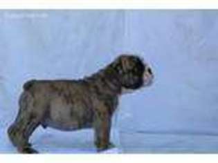 Bulldog Puppy for sale in Paramount, CA, USA