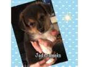 Pembroke Welsh Corgi Puppy for sale in Clintonville, WI, USA