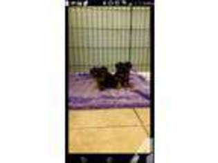Yorkshire Terrier Puppy for sale in STOCKTON, CA, USA