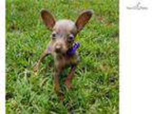 Miniature Pinscher Puppy for sale in Charlotte, NC, USA