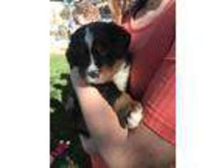 Bernese Mountain Dog Puppy for sale in Firestone, CO, USA