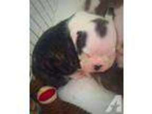 Bulldog Puppy for sale in STANTON, MO, USA