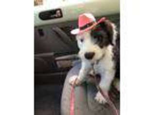 Old English Sheepdog Puppy for sale in Grand Junction, IA, USA