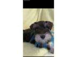 Mutt Puppy for sale in Bunkie, LA, USA