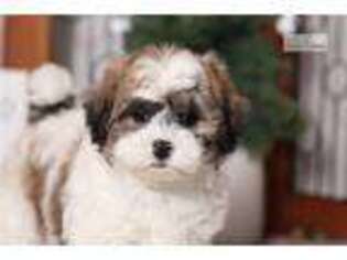 Shih-Poo Puppy for sale in Fort Myers, FL, USA